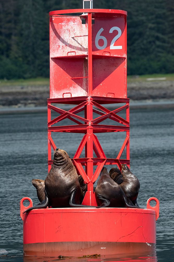 USA-Alaska-Petersburg. Steller sea lions on red buoy marker 62. art print by Cindy Miller Hopkins for $57.95 CAD